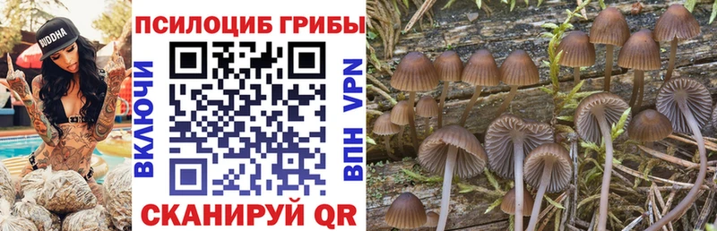Псилоцибиновые грибы Cubensis  Купить где  Боготол 